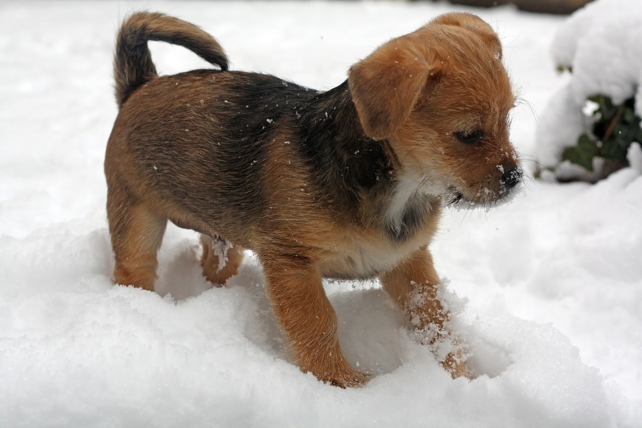 puppy-487960_1280
