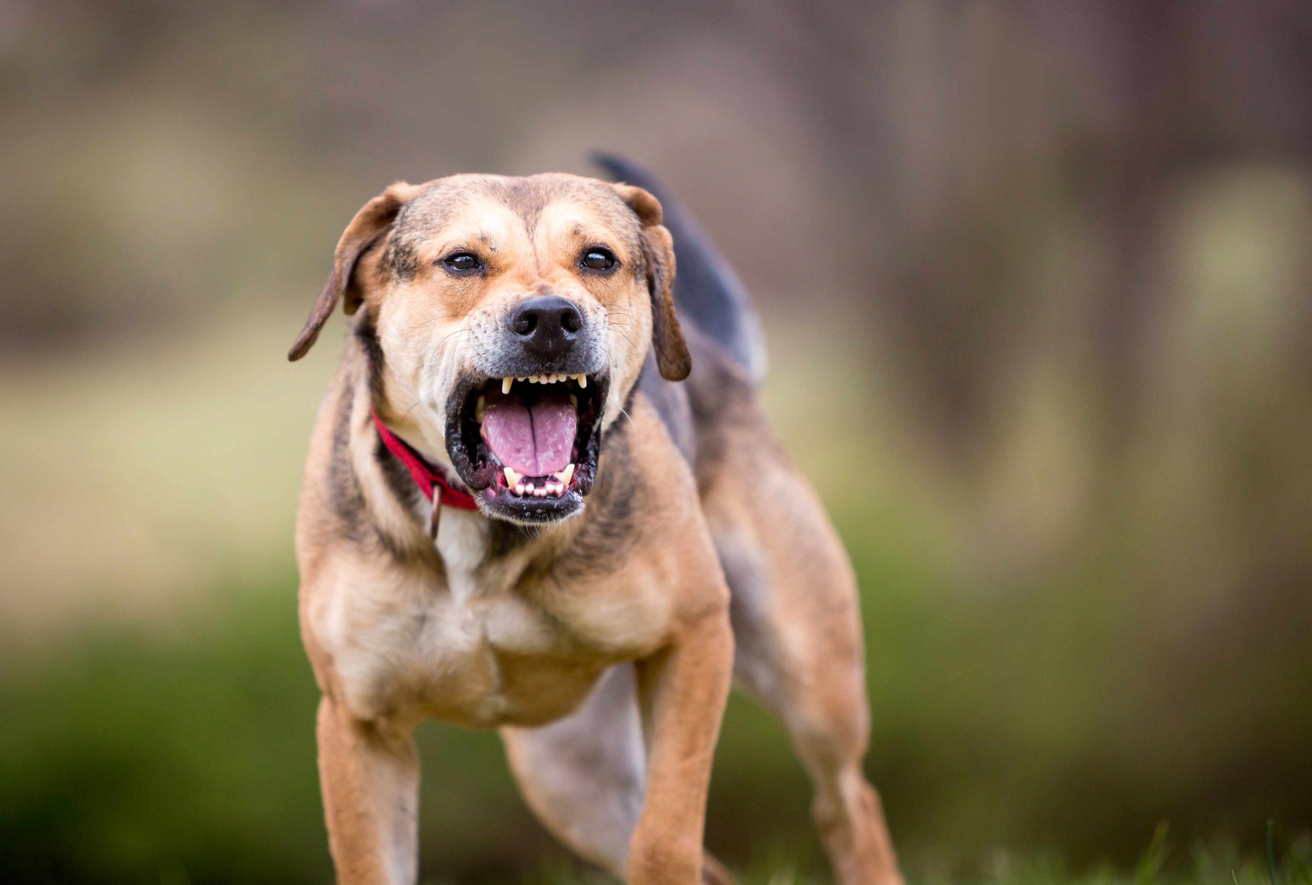 DogAttack-scaled.jpg